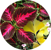 Ginkgo Biloba and Coleus Forskohlii